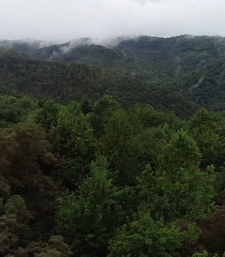 An aerial shot of forest and lots of fog